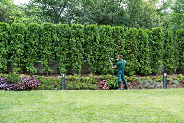 Best Lawn Renovation and Restoration  in Kissee Mills, MO